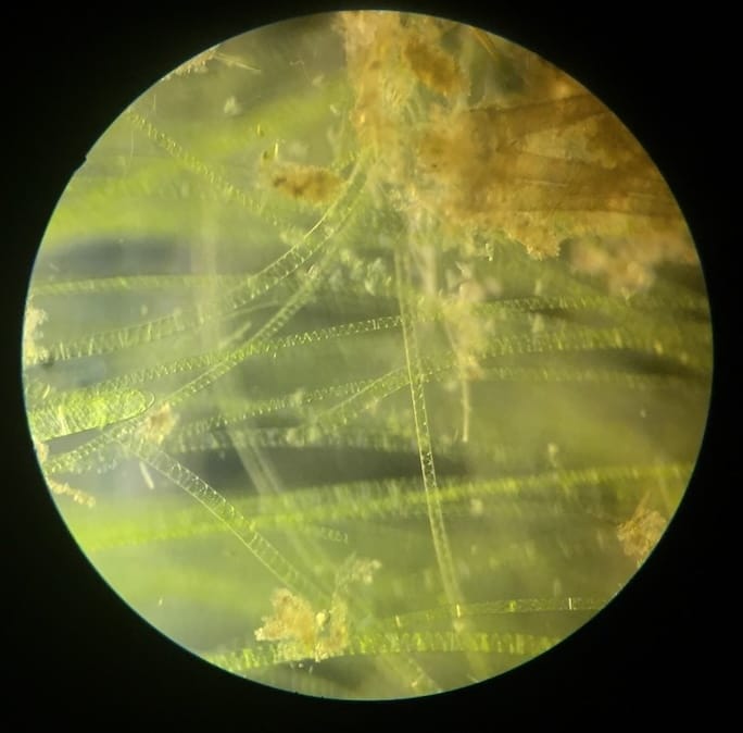 Meteoritvizsgálat és asztrobiológia